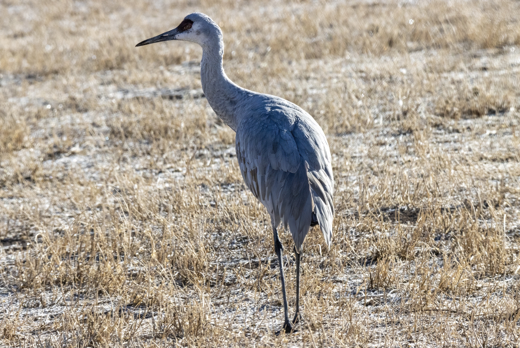 Sandhill Crane, Benardo Wildlife Area, New Mexico